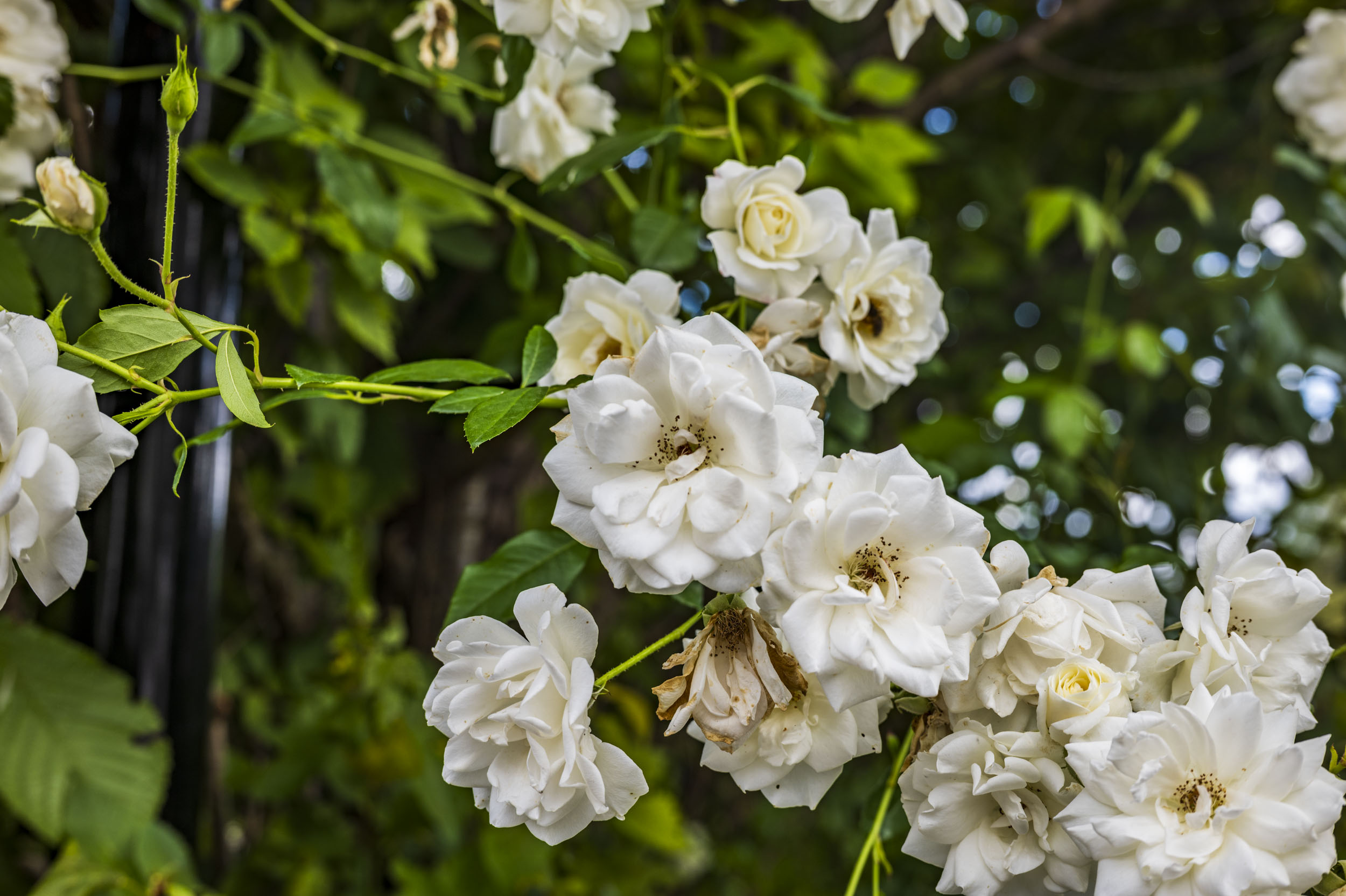 A cluster of white climbing roses in full bloom against a blurred green garden backdrop.