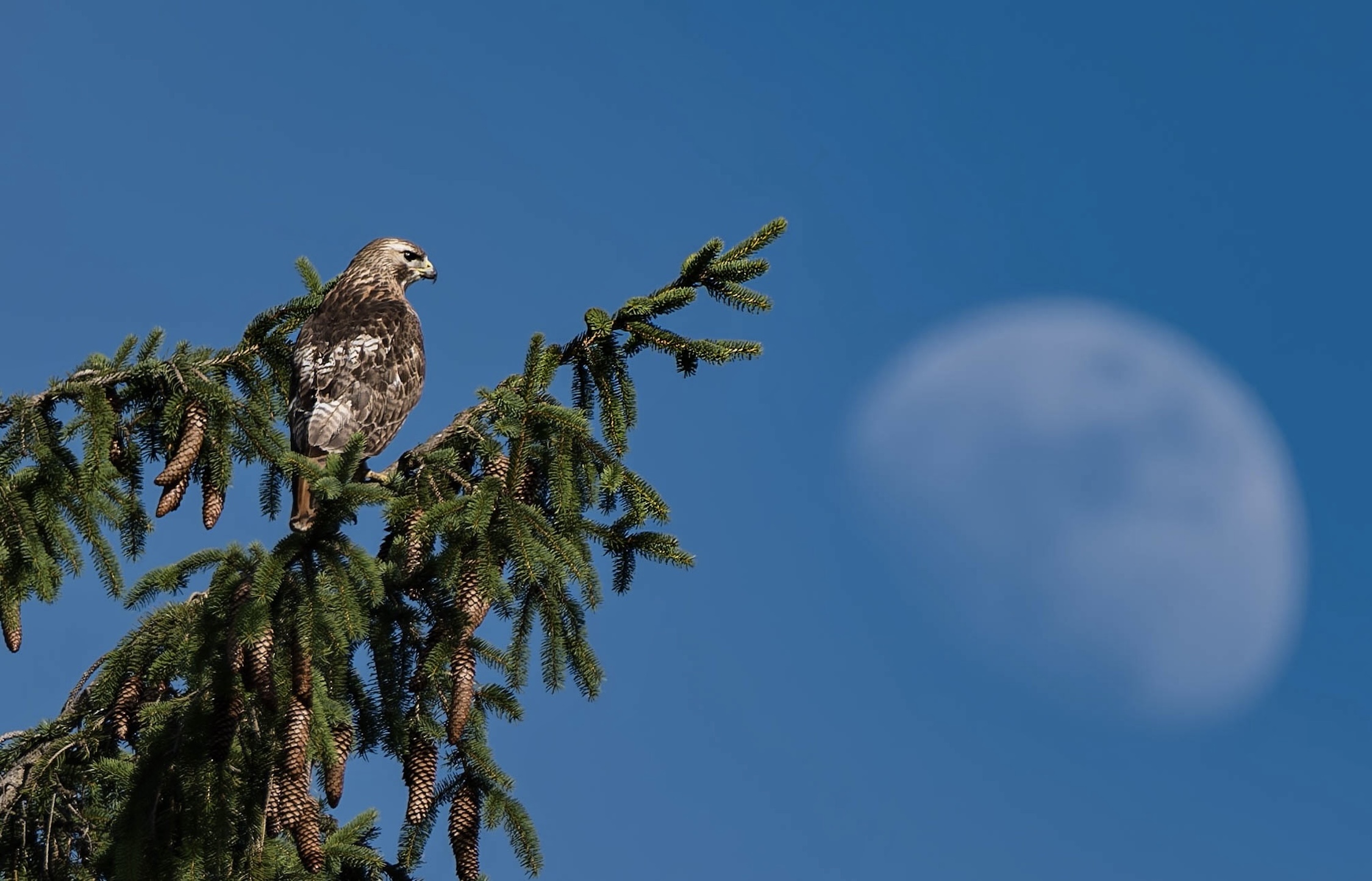 A red-tailed hawk perched at the top of a spruce branch, looking out beside a large, softly blurred moon.